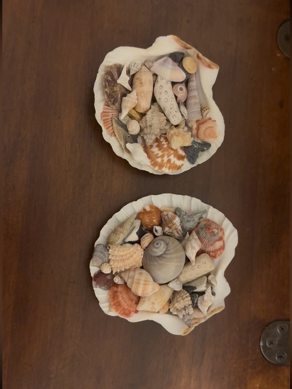 White scalloped shells filled with locally handpicked FL assortment. - Picture 8 of 8